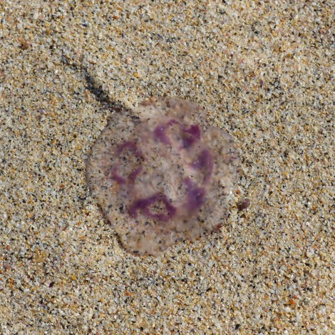 A Beach Invasion!