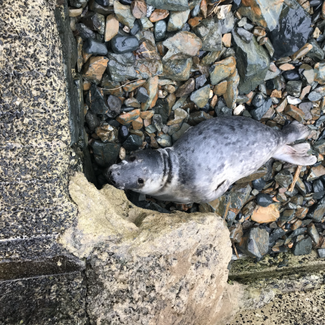 Seal Strandings