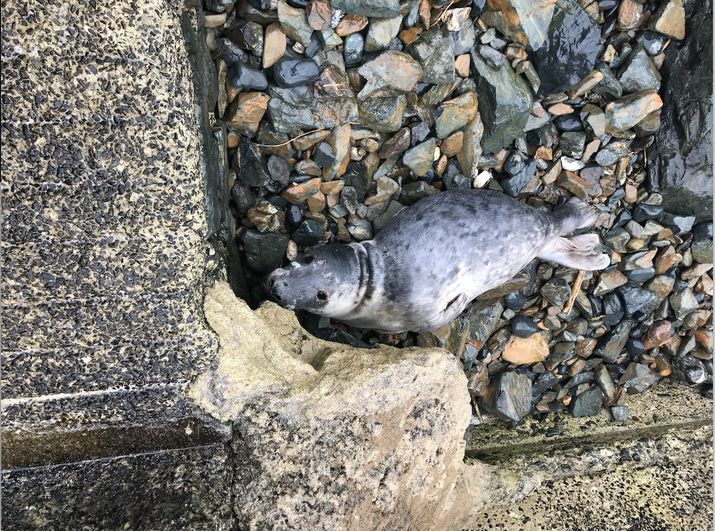 Seal Strandings